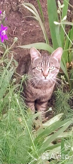 Котики и кошечка ищут добрых хозяев