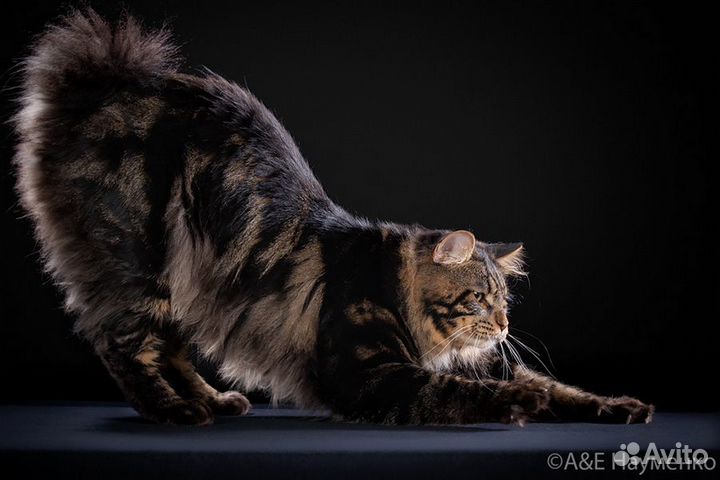 Вязка. Курильский бобтейл