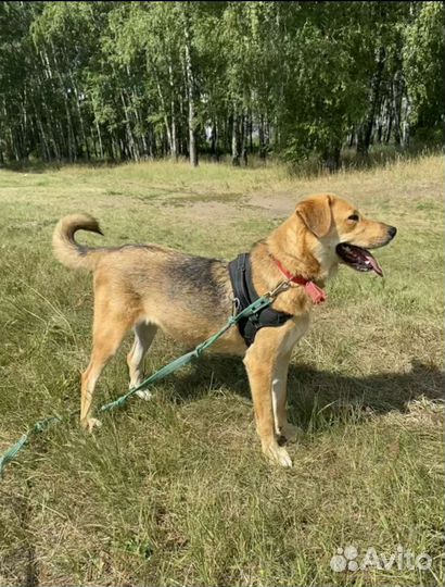 Золотистый ретривер