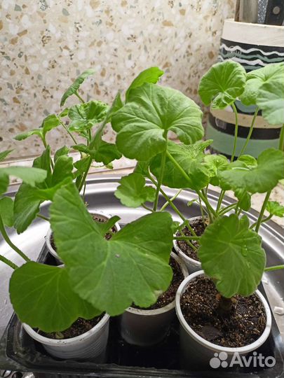 Герань коралловая зональная