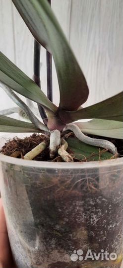 Фаленопсис орхидея Сапорита ароматная