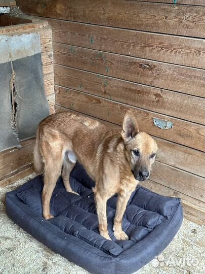 Собака в добрые руки