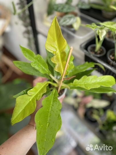 Филодендрон Голден Крокодил