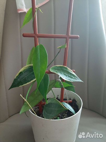 Хойя 3 finlaysonii, Macrophylla albomarginata