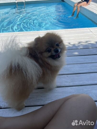 Шпиц для вязки