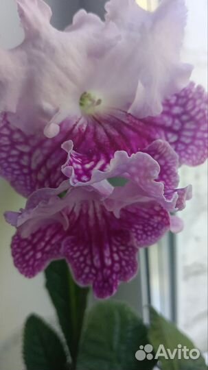 Стрептокарпусы цветущие