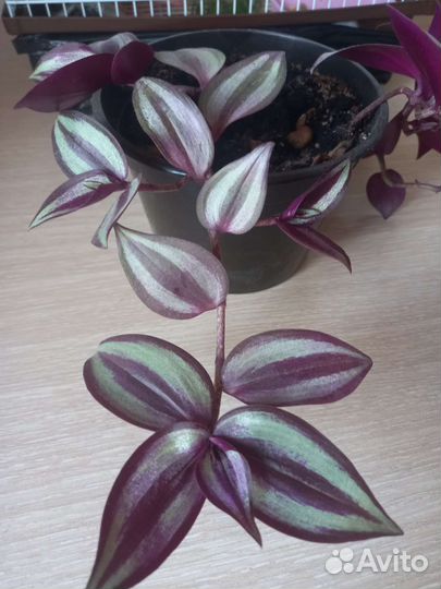 Цветы комнатные