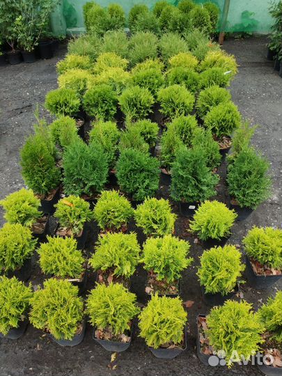 Саженцы шаровидной Туи