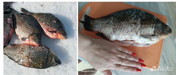 Свежая рыба карась