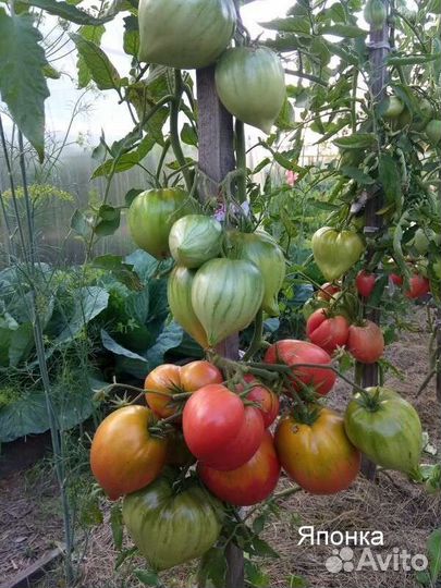 Томат Сердце Хибы и т.д