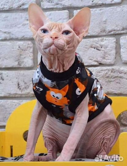 Канадский сфинкс, Рамси