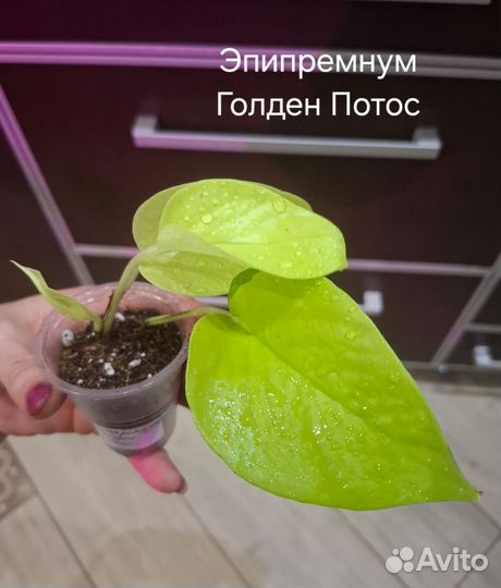 Эпипремнум, Сциндаптус