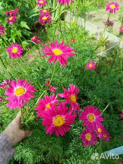 Пиретрум, ромашка