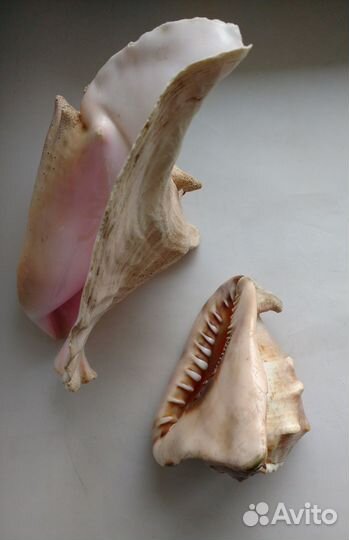 Морские раковины СССР