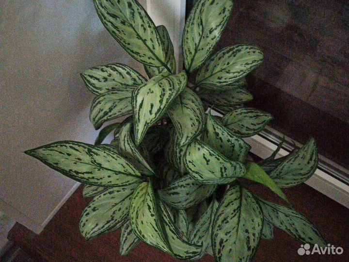 Аглонемы разные