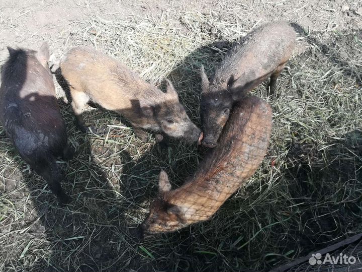 Дикий кабан