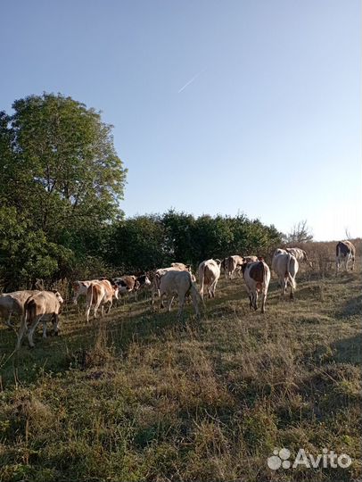 Крс и баранчики