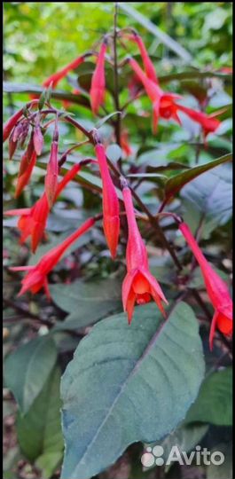 Фуксия Обмен