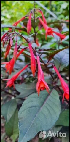 Фуксия Обмен