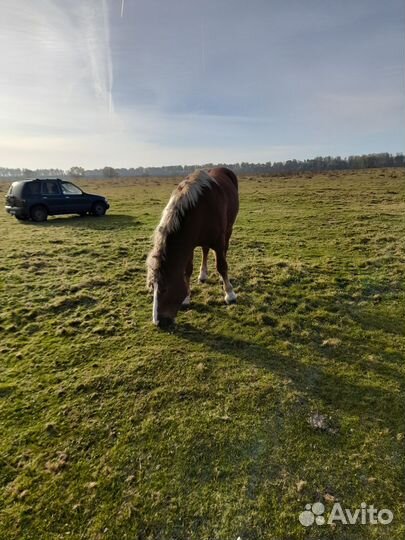 Жеребец тяжеловоз