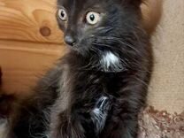 Черный котенок мальчик 2-3 мес