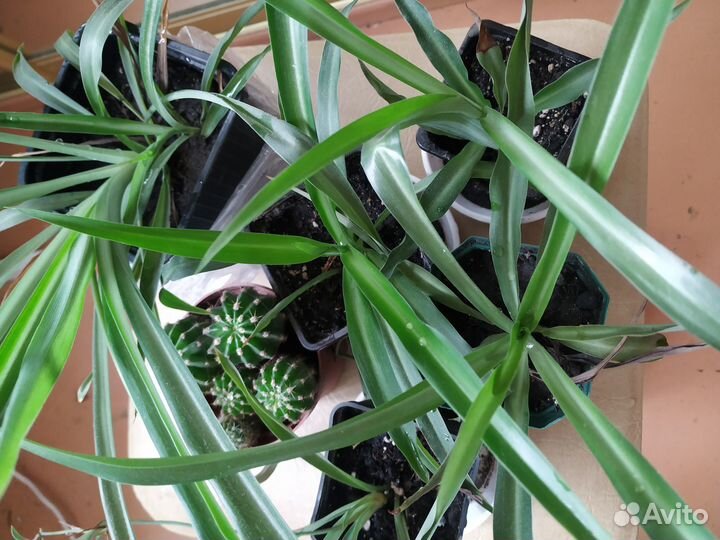 Комнатные цветы бесплатно