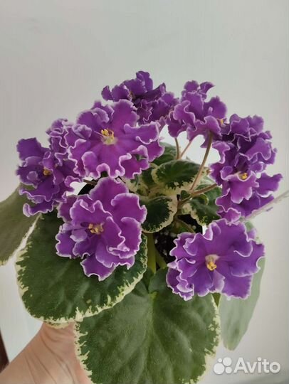 Фиалка ко- Пасмурный декабрь