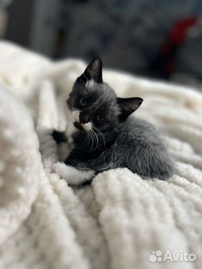 Котик в добрые руки