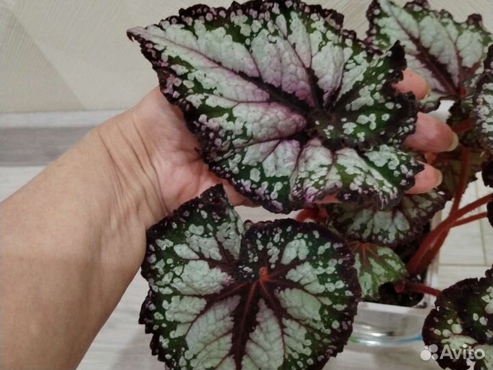 Бегонии сортовые