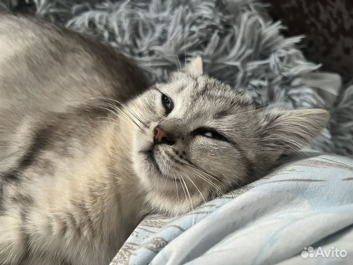 Кошка