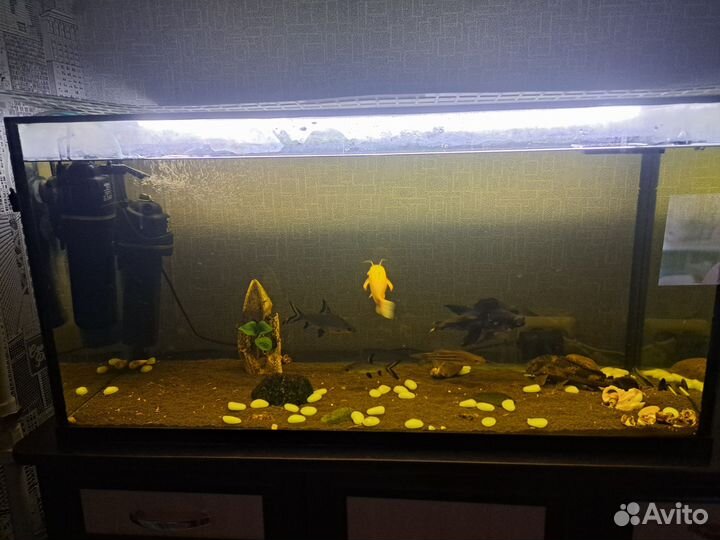 Аквариум