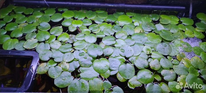 Аквариумные растения