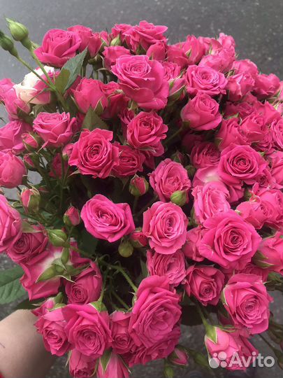 Яркие красивые кустовые розы