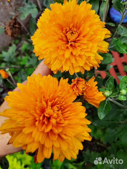 Хризантемы