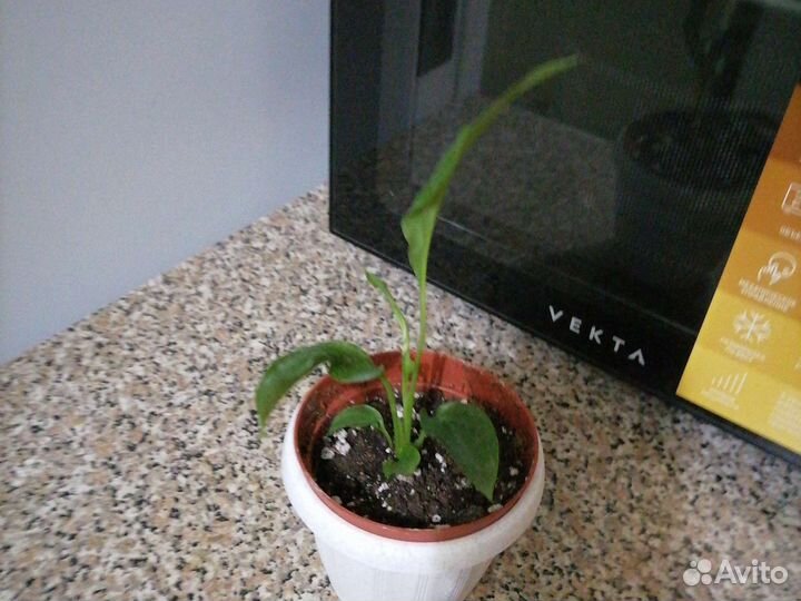 Спатифилиум