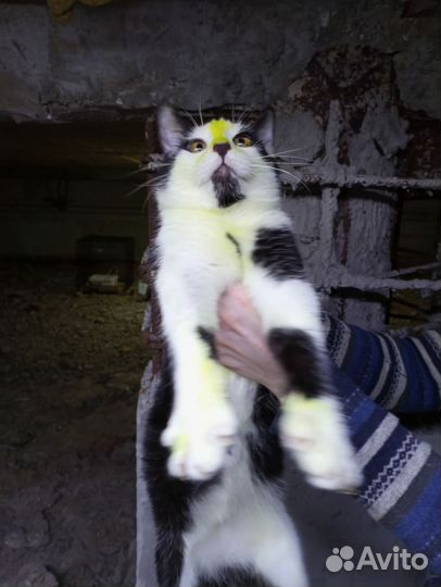 Котенок