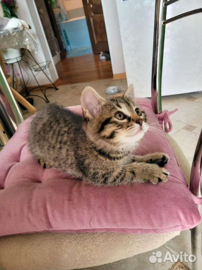 Котята-близнецы