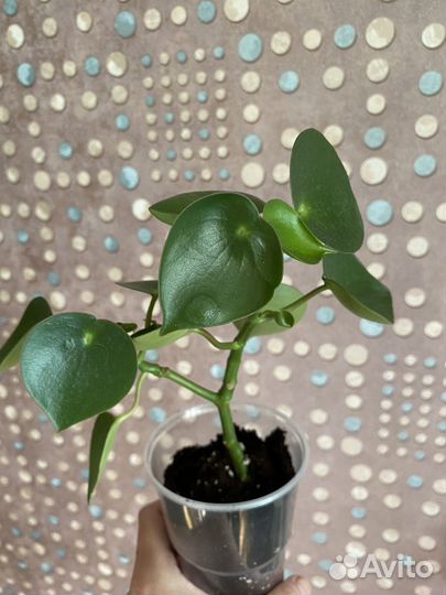 Пилея пеперомиевидная