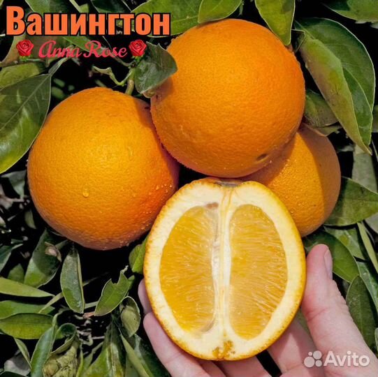 Цитрусовые растения