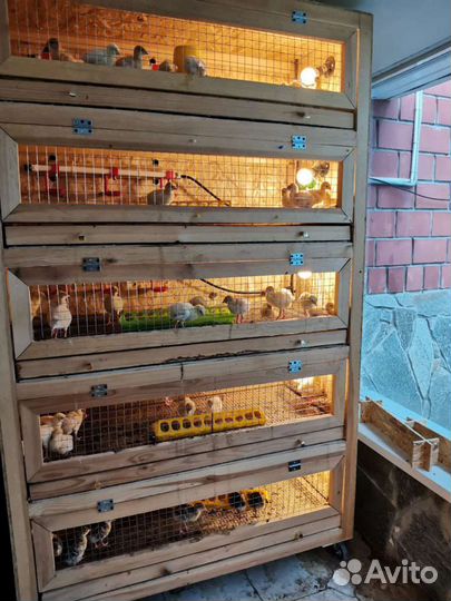 Брудер Клетки Шкаф для молодых птенцов