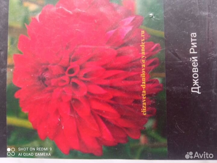 Пророщенные корни георгинов