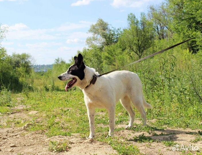 Собака Юлька