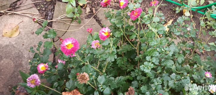 Хризантема