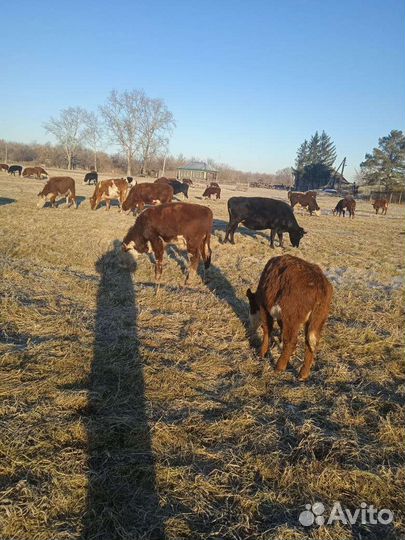 Бычки и телочки 