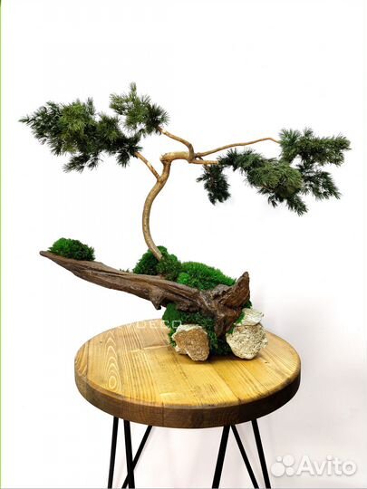 Дерево Бонсай стабилизированный мох