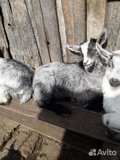Продаются козлята