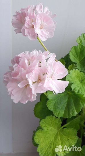 Герань пеларгония Царевна лягушка