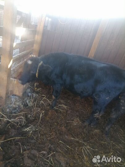 Бычок ангус