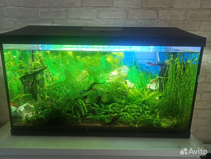 Аквариум 105л. действующий. Бронь по 20.08