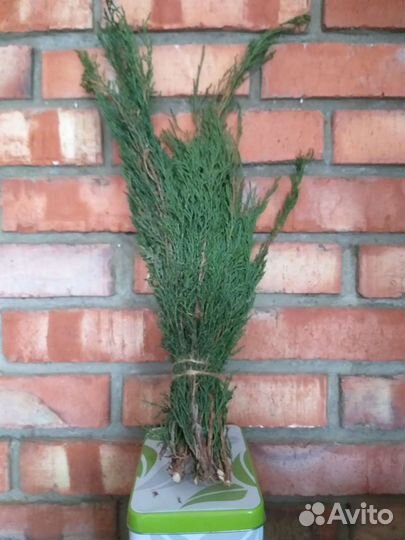 Веник можжевеловый